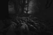 Обложка книги Тайна Ленстронг