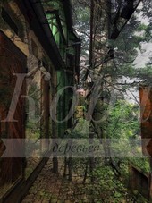 Обложка книги Кора деревьв